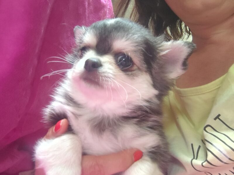 Chihuahua szczeniak wyjątkowy malutki długowłosy piesek umaszczenie ala husky