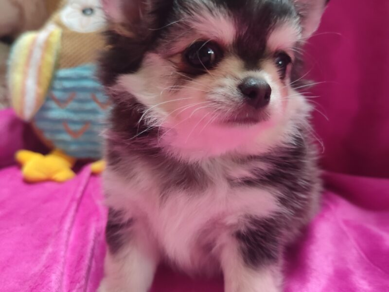 Chihuahua szczeniak wyjątkowy malutki długowłosy piesek umaszczenie ala husky