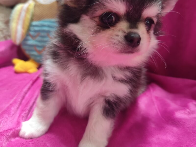 Chihuahua szczeniak wyjątkowy malutki długowłosy piesek umaszczenie ala husky