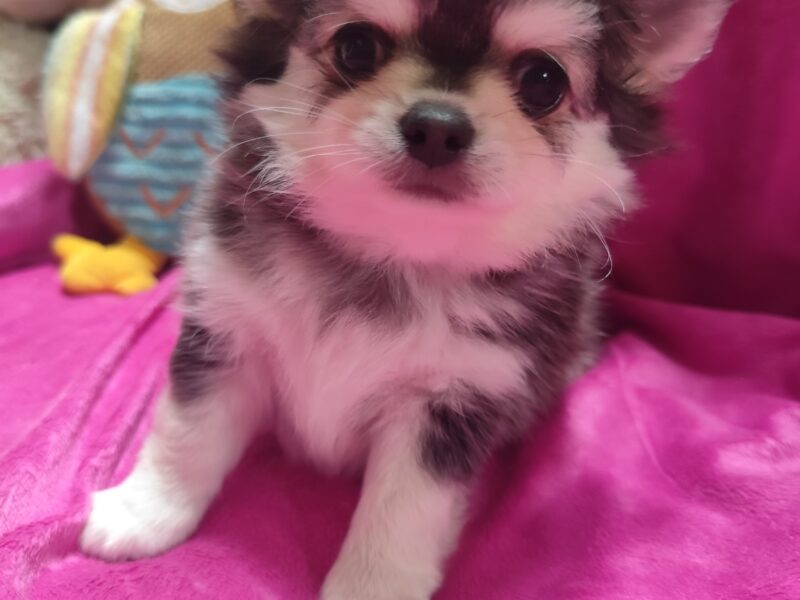 Chihuahua szczeniak wyjątkowy malutki długowłosy piesek umaszczenie ala husky