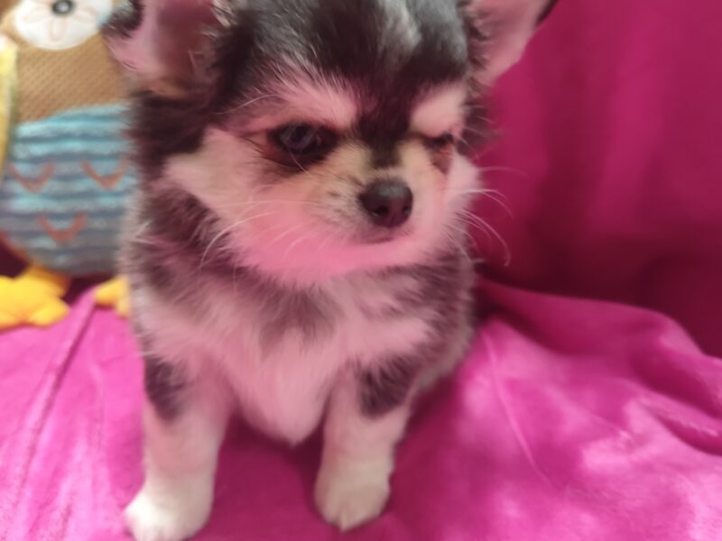 Chihuahua szczeniak wyjątkowy malutki długowłosy piesek umaszczenie ala husky