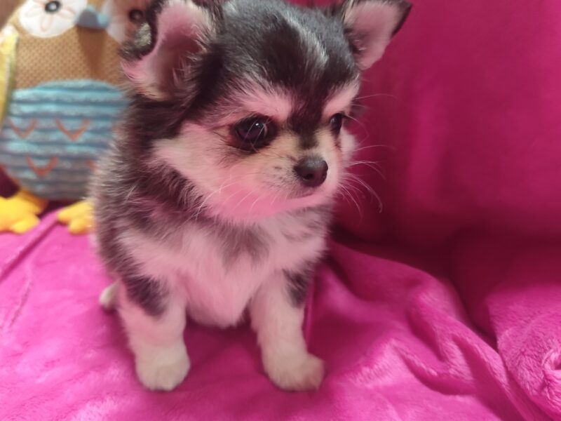 Chihuahua szczeniak wyjątkowy malutki długowłosy piesek umaszczenie ala husky