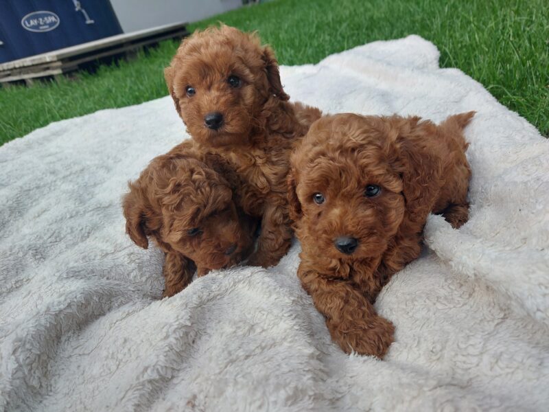 Cudne szczenięta pudel miniaturowy FCI ZKWP