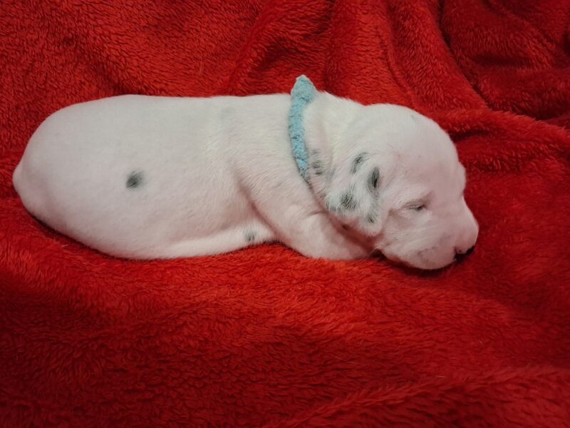 Szczenięta dalmatyńczyk FCI