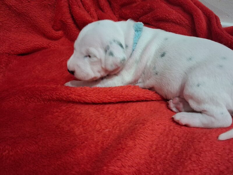 Szczenięta dalmatyńczyk FCI