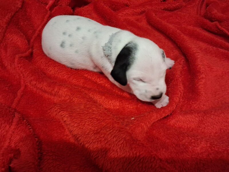 Szczenięta dalmatyńczyk FCI