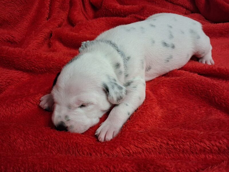 Szczenięta dalmatyńczyk FCI