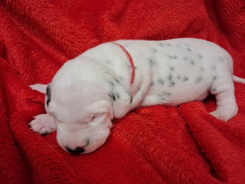 Szczenięta dalmatyńczyk FCI