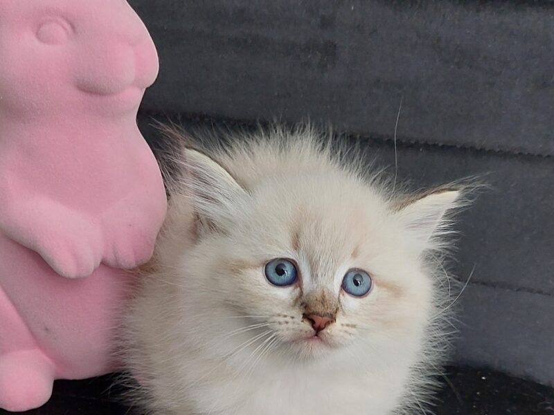 Cudowne Kocięta Syberyjskie Neva Masquerade