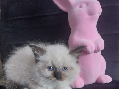 Cudowne Kocięta Syberyjskie Neva Masquerade