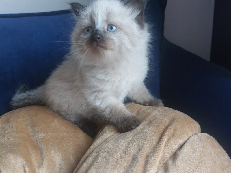 Cudowne Kocięta Syberyjskie Neva Masquerade