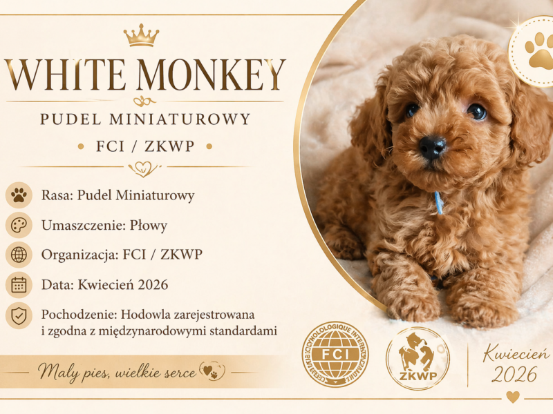 Cudne szczenięta pudel miniaturowy FCI ZKWP