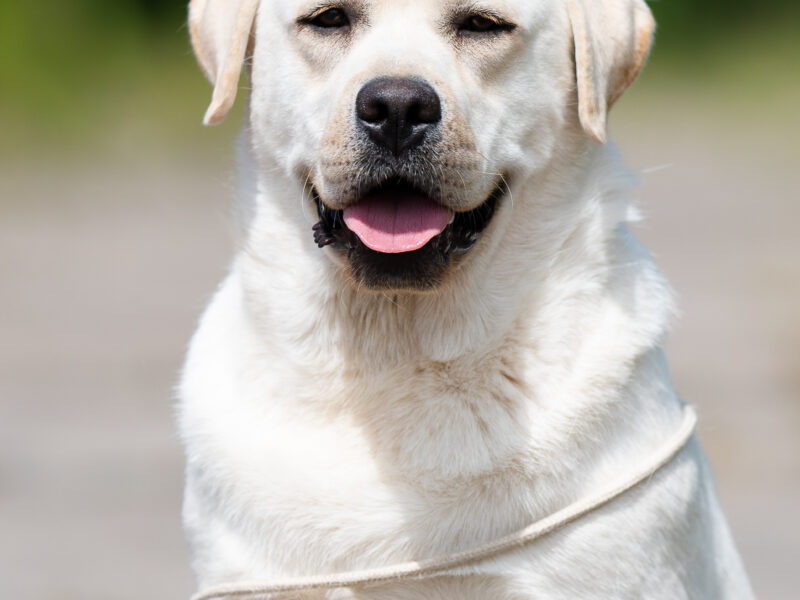 Labrador