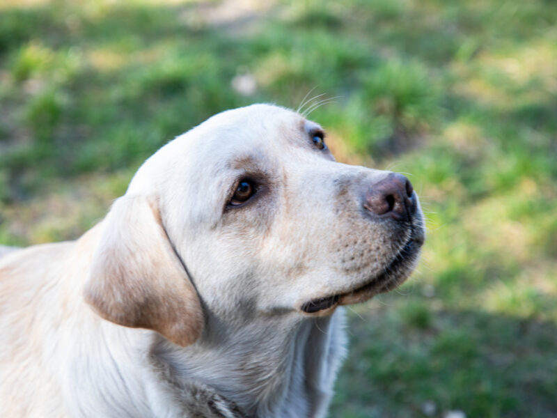 Labrador