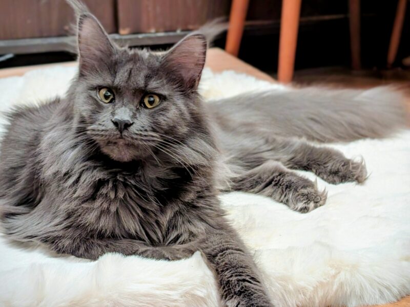 Kocięta Maine Coon z hodowli FIFe FPL – rodowód, piękne i zdrowe!