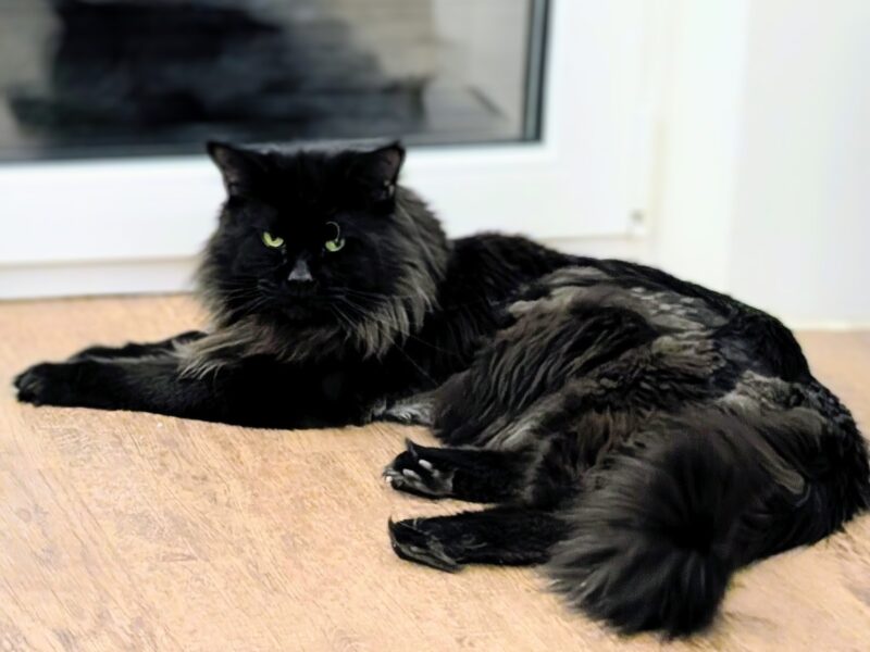 Kocięta Maine Coon z hodowli FIFe FPL – rodowód, piękne i zdrowe!