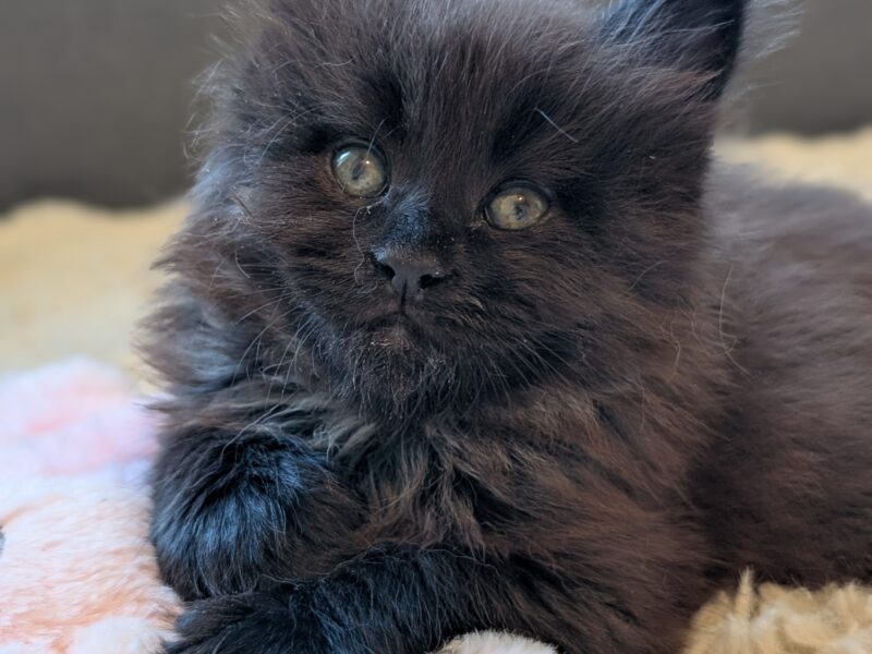 Kocięta Maine Coon z hodowli FIFe FPL – rodowód, piękne i zdrowe!
