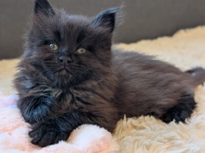 Kocięta Maine Coon z hodowli FIFe FPL – rodowód, piękne i zdrowe!