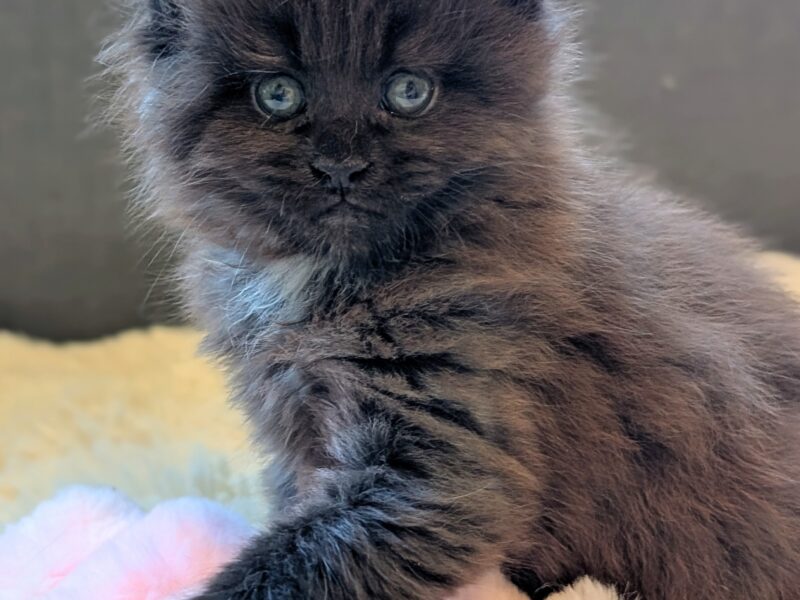 Kocięta Maine Coon z hodowli FIFe FPL – rodowód, piękne i zdrowe!