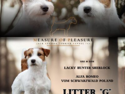 Jack russell terrier ZKwP - zapowiedź miotu czerwiec 2026