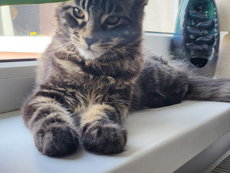 Kocurek Maine Coon Rodowód FPL/Fife