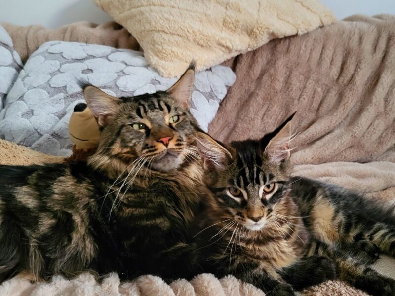 Kocurek Maine Coon Rodowód FPL/Fife