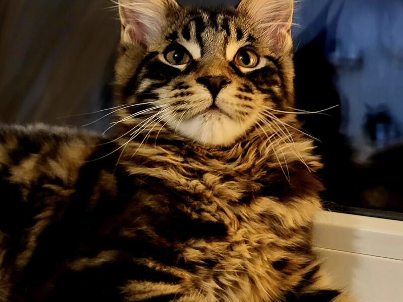 Kocurek Maine Coon Rodowód FPL/Fife