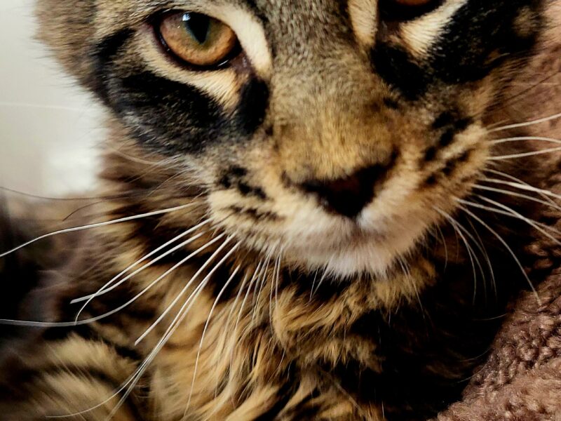 Kocurek Maine Coon Rodowód FPL/Fife