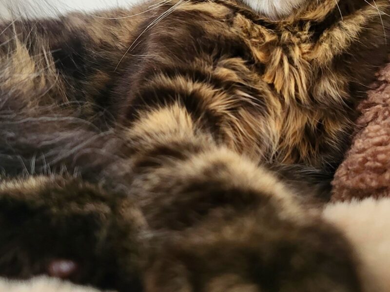 Kocurek Maine Coon Rodowód FPL/Fife