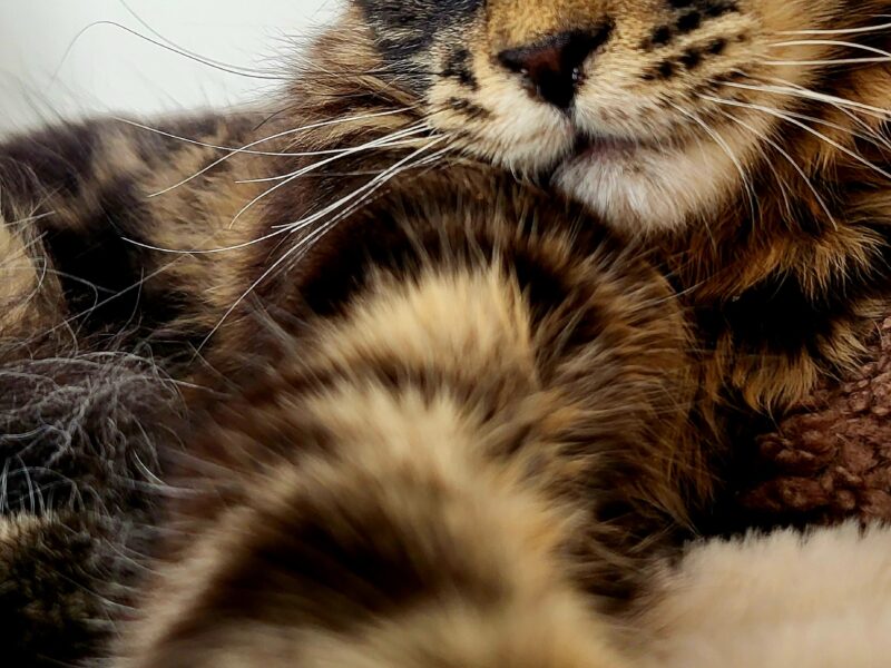 Kocurek Maine Coon Rodowód FPL/Fife