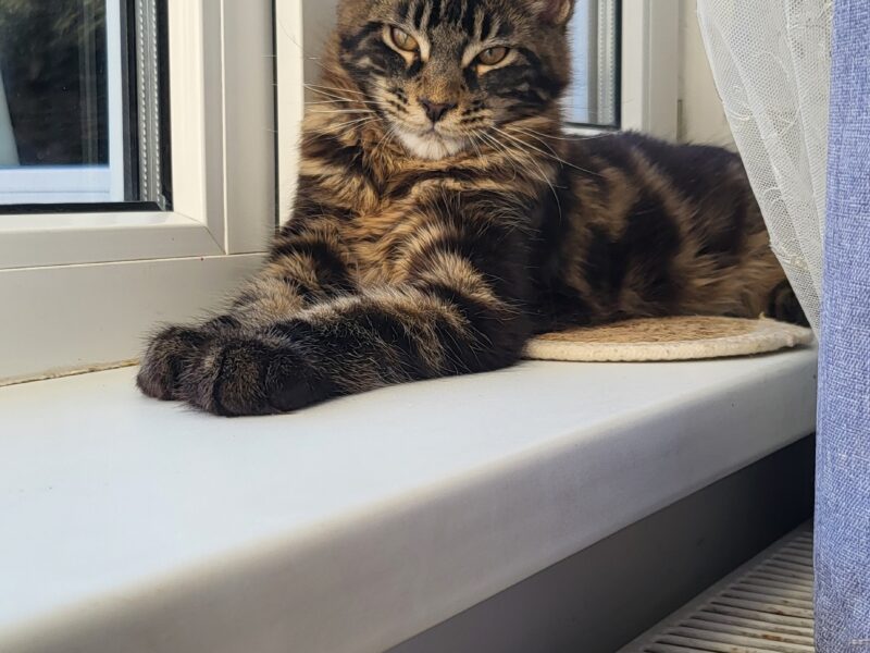 Kocurek Maine Coon Rodowód FPL/Fife