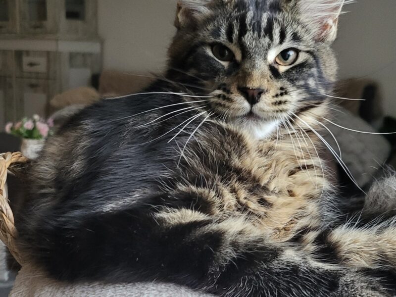 Kocurek Maine Coon Rodowód FPL/Fife