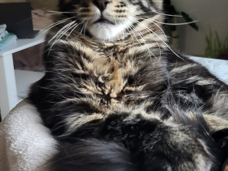 Kocurek Maine Coon Rodowód FPL/Fife