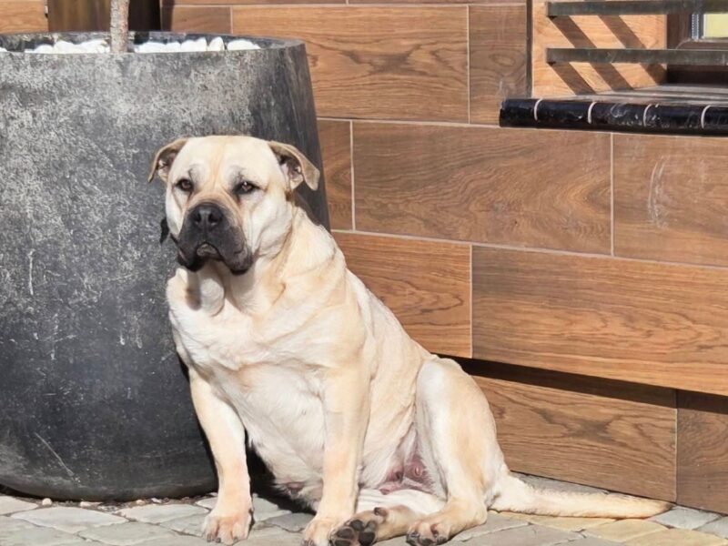 Ca De Bou Dog Z Majorki szczeniaki ZKwP/FCI