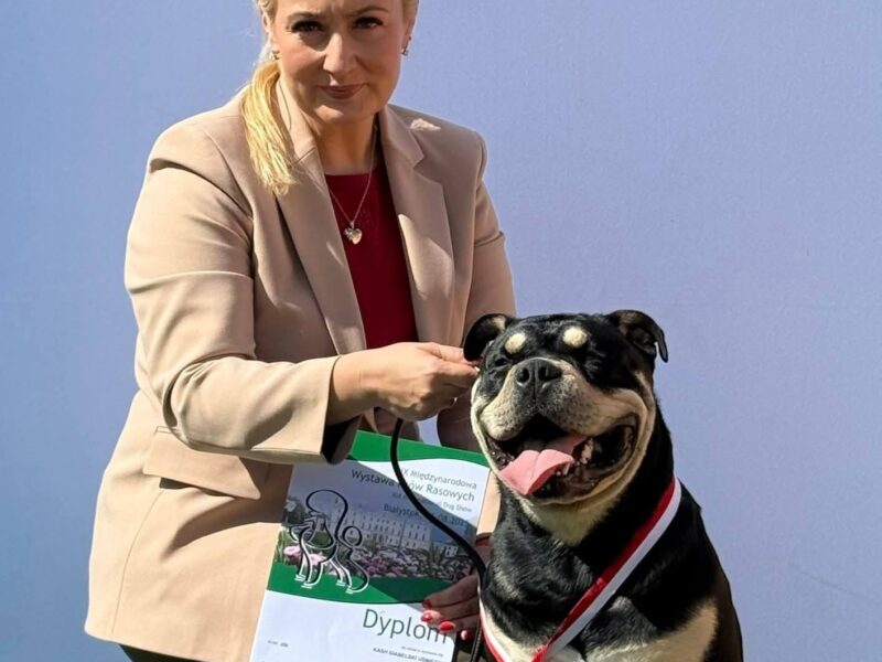 Ca De Bou Dog Z Majorki szczeniaki ZKwP/FCI