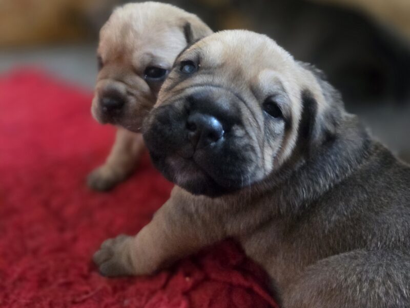 Ca De Bou Dog Z Majorki szczeniaki ZKwP/FCI