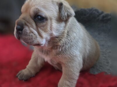 Ca De Bou Dog Z Majorki szczeniaki ZKwP/FCI