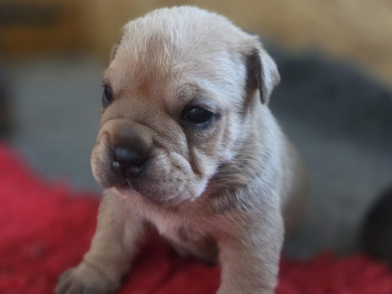 Ca De Bou Dog Z Majorki szczeniaki ZKwP/FCI