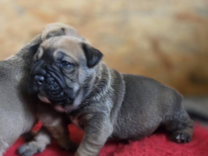 Ca De Bou Dog Z Majorki szczeniaki ZKwP/FCI