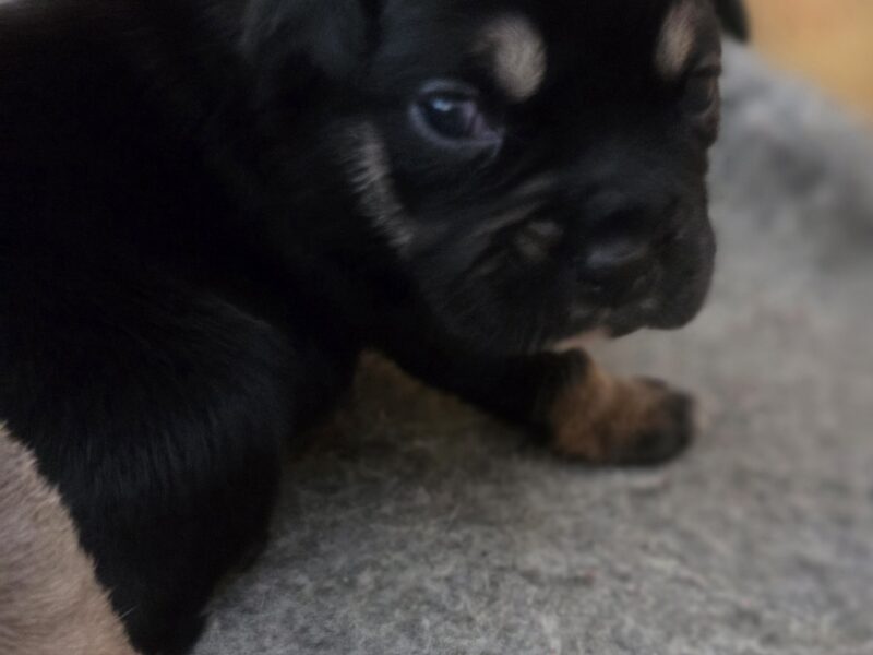 Ca De Bou Dog Z Majorki szczeniaki ZKwP/FCI