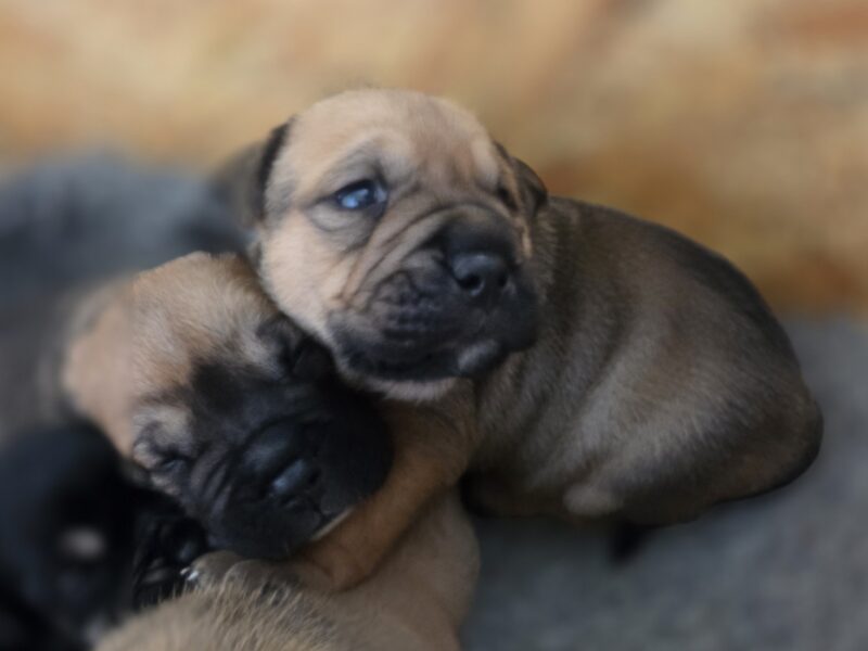 Ca De Bou Dog Z Majorki szczeniaki ZKwP/FCI