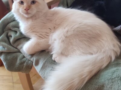 Ancymon Dumka PL kocięta syberyjskie neva masquerade kocurek red