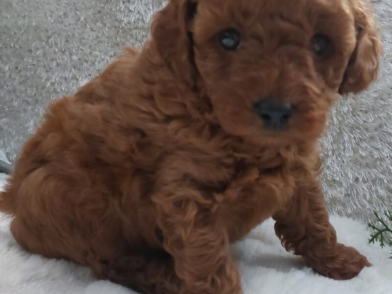 Cudne szczenięta pudel miniaturowy FCI ZKWP