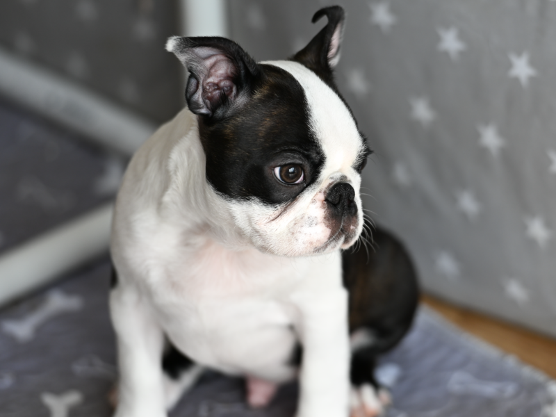 Wesoły, dzielny chłopak i gotów na nauki i przygody poza rodzinnym domem.