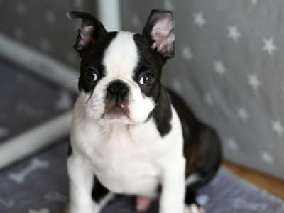 Wesoły, dzielny chłopak i gotów na nauki i przygody poza rodzinnym domem.