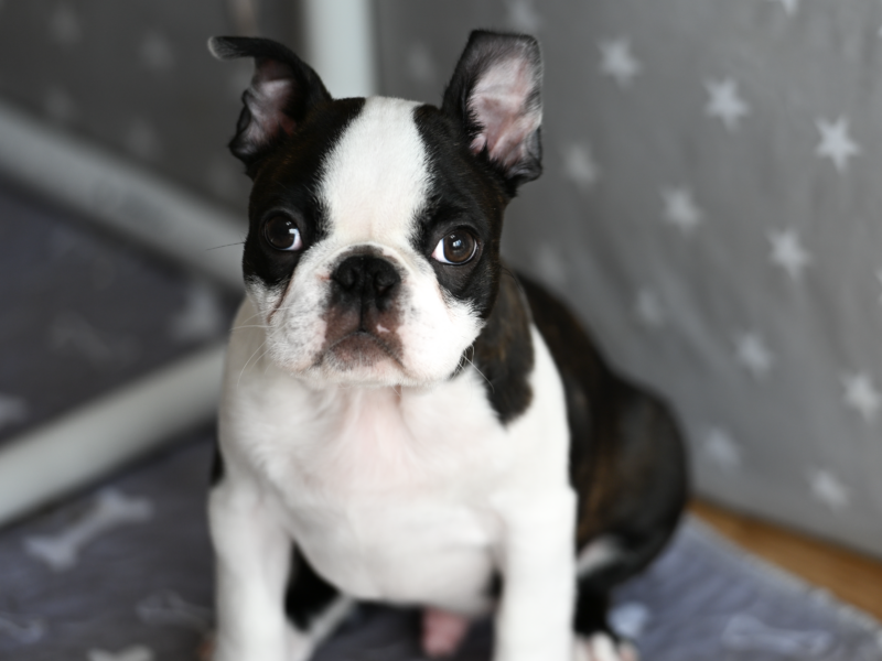 Wesoły, dzielny chłopak i gotów na nauki i przygody poza rodzinnym domem.