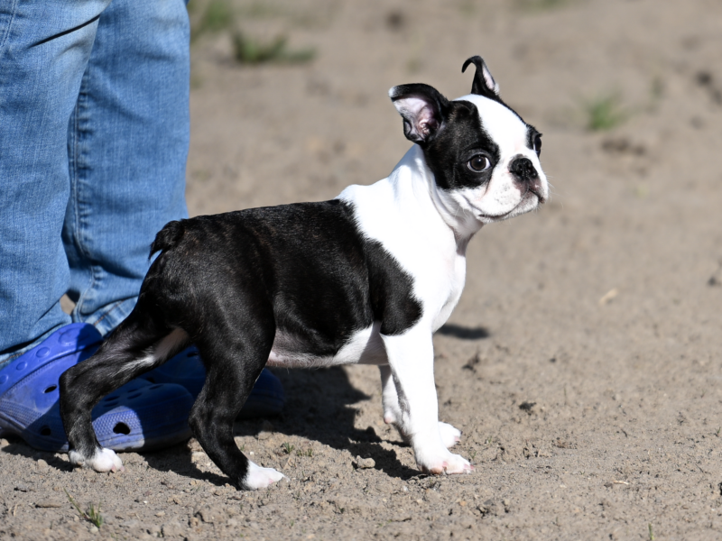 Wesoły, dzielny chłopak i gotów na nauki i przygody poza rodzinnym domem.