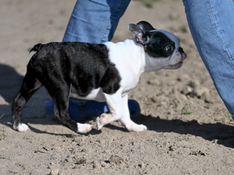 Wesoły, dzielny chłopak i gotów na nauki i przygody poza rodzinnym domem.