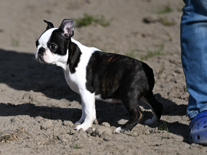 Wesoły, dzielny chłopak i gotów na nauki i przygody poza rodzinnym domem.
