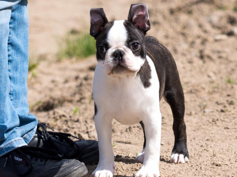 Wesoły, dzielny chłopak i gotów na nauki i przygody poza rodzinnym domem.